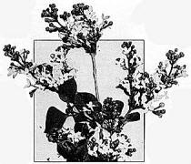 syringa oblata Lilac - progenitor of modern Lilacs