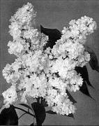 beautiful blooming lilac photo
